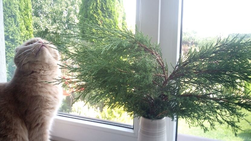 Можжевеловый букет. Фото автора