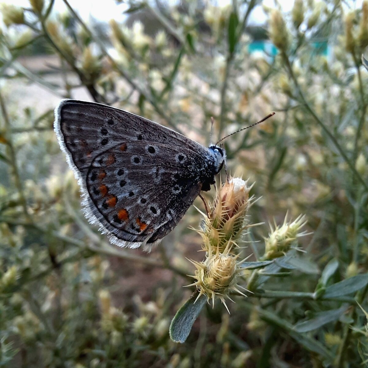 В повериях Восточных славян говорилось, что бабочки являлись душами умерших. Так в некоторых,  случаях их называли 《душа》,《душенька》.
