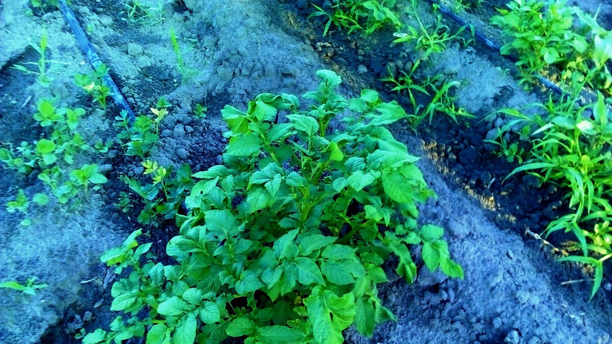 одиночный падалочный куст