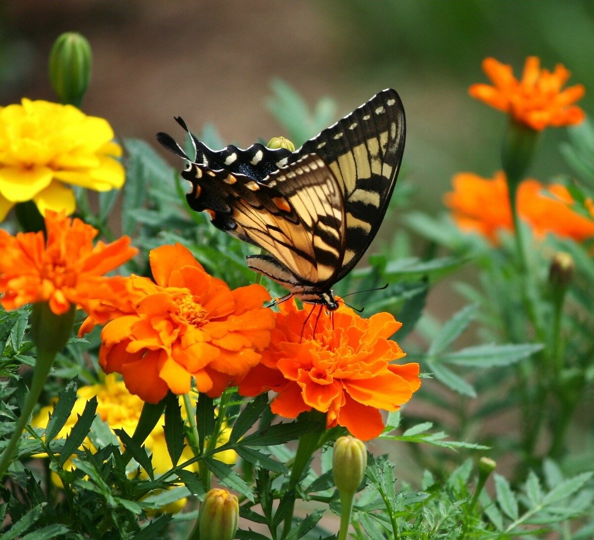 Фото: pixabay.com