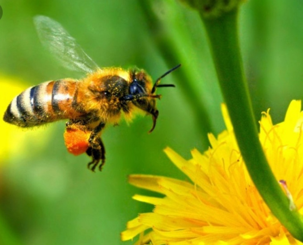Природа и пчела. Фото с google-поиска