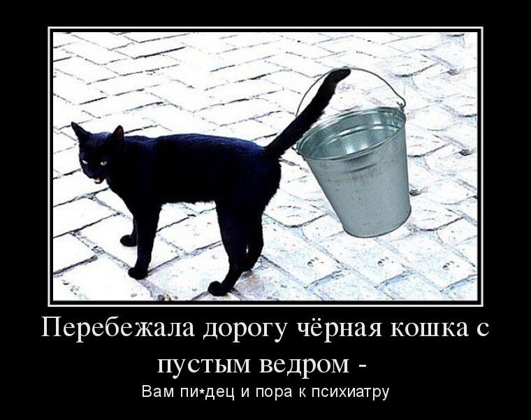 Ведро приметы. Смешные суеверия. Смешные приметы. Черный кот с пустым ведром. Приметы прикол.
