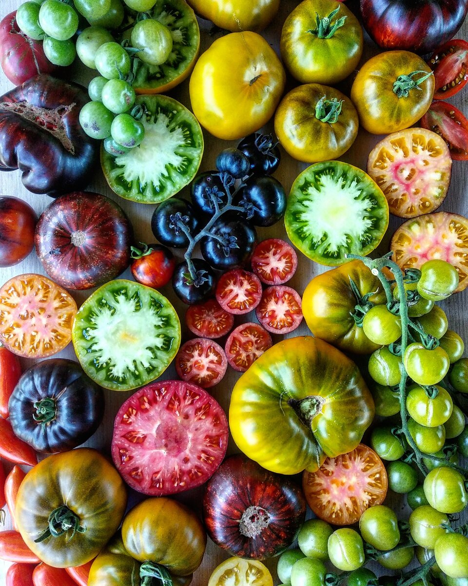 Личное фото томатов