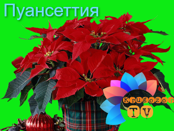 А у вас есть рождественская звезда? Пишите ответ в комментариях!