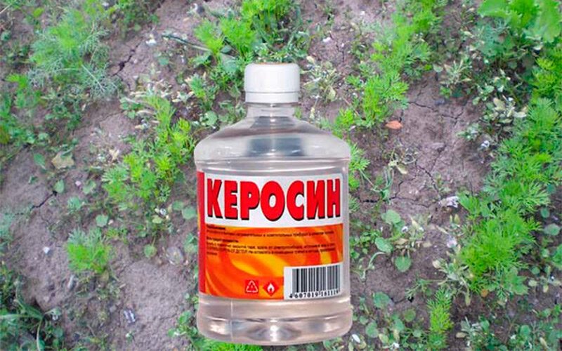 Керосином можно поливать лук. Керосин для моркови от сорняков. Керосин. Народные средства от сорняков. Керосин народное средство