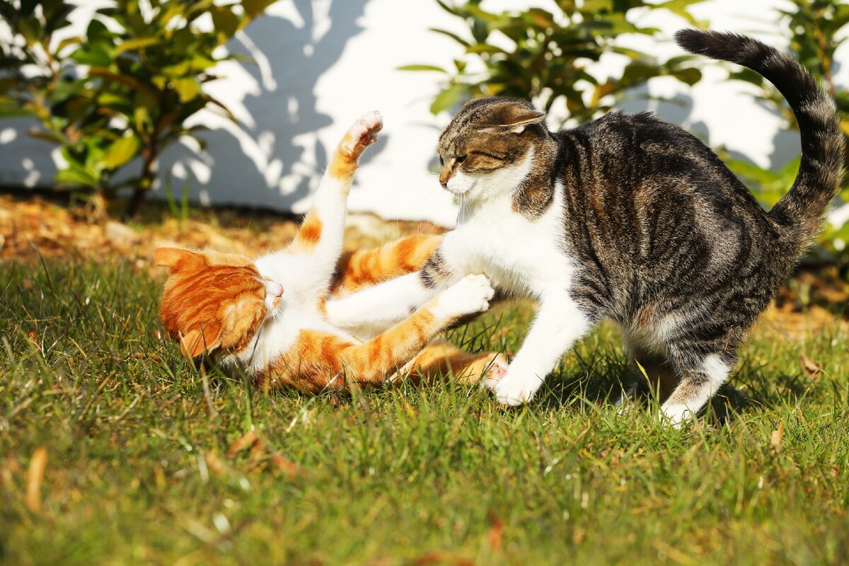 Что делать если коты дерутся. Коты дерутся. Кот и кошка дерутся. Котята дерутся.