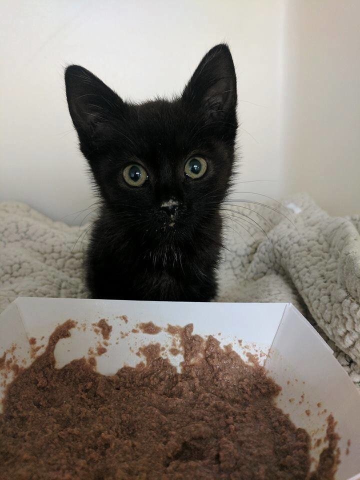 Кушает. Источник фото: https://mimimetr.me/para-spasla-s-ulitsy-kotenka-kotoryj-byl-takim-slabym-chto-dazhe-ne-mog-myaukat/