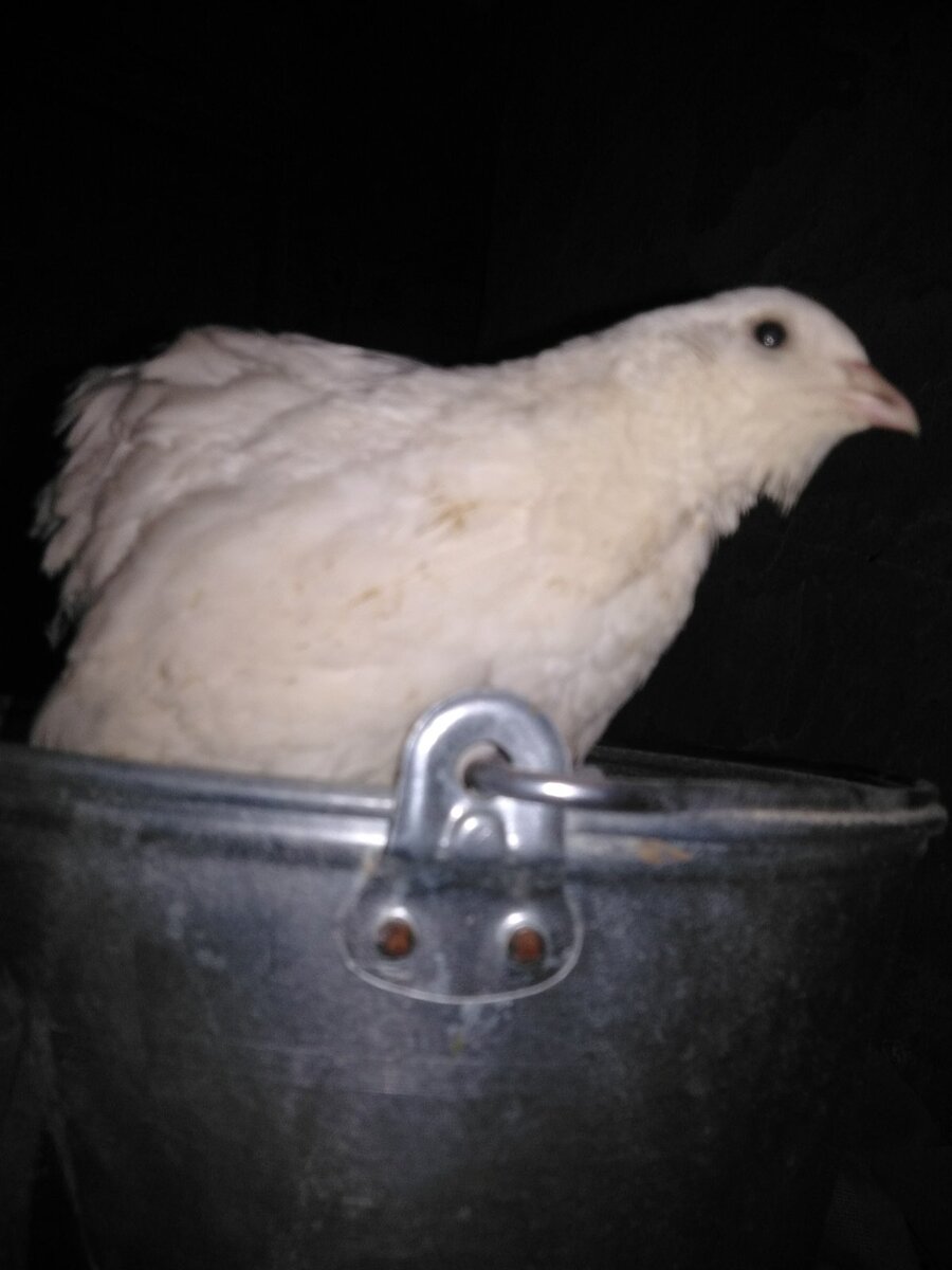 Кожица у перепелок довольно нежная и повредить можно легко, если не приноровиться.