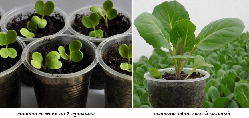 Рисунок 1.