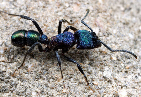 Rhytidoponera metallica 