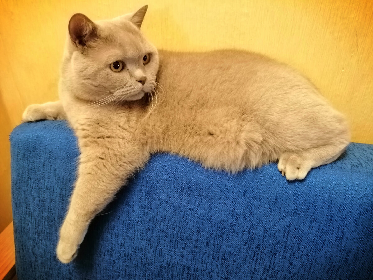 Вот такой красавец вырос.