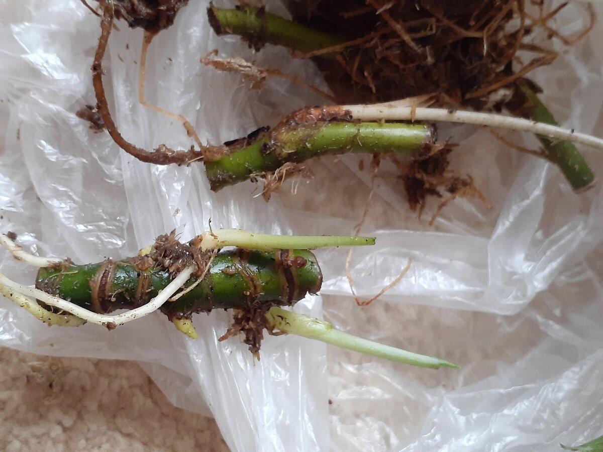 корни и ростки на кусочке аглаонемы