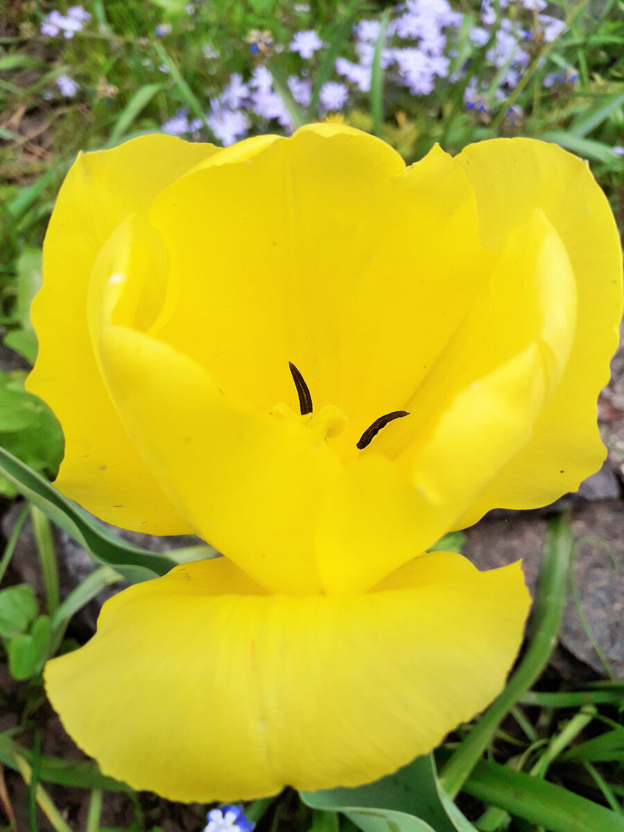 Чистота цвета завораживает...