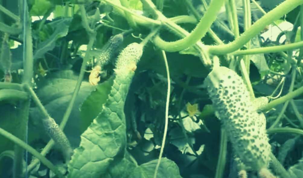 Это важно знать при формировке огурцов?