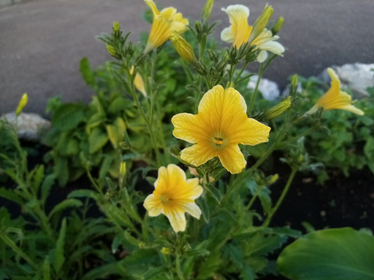 Жёлтые цветы оказались немного мельче остальных 