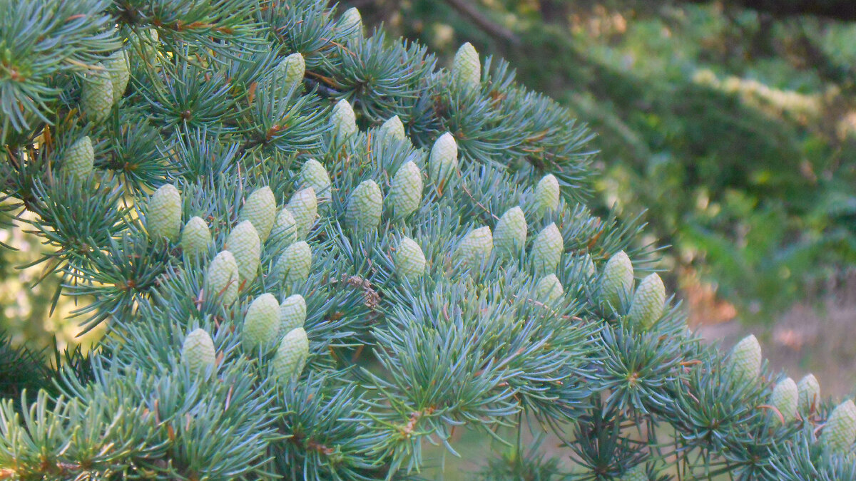 шишки кедра