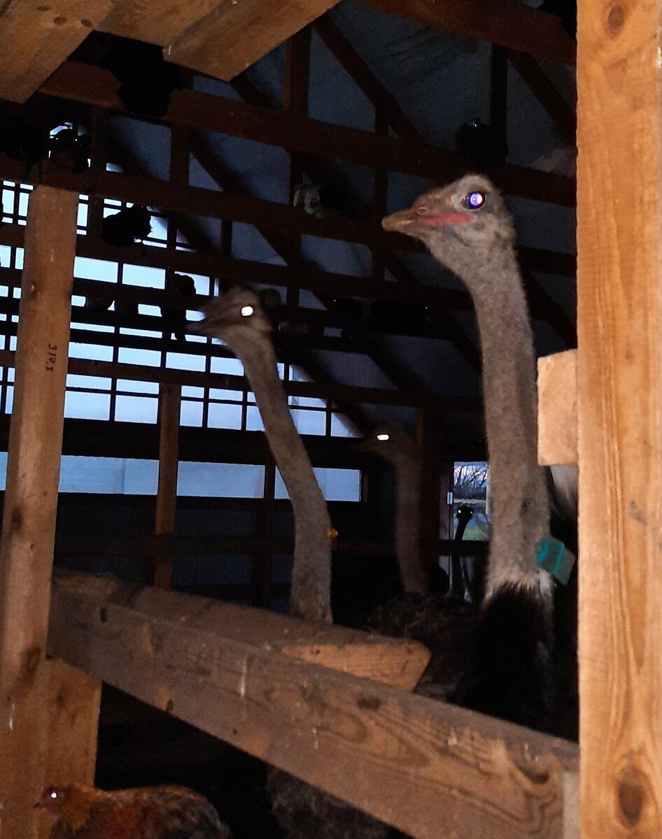 Внутри страусятника