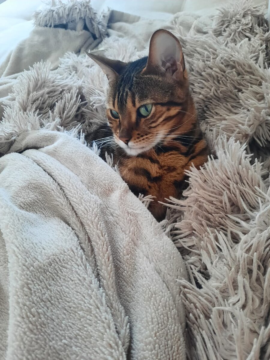 Моя кошка по кличке Бритни