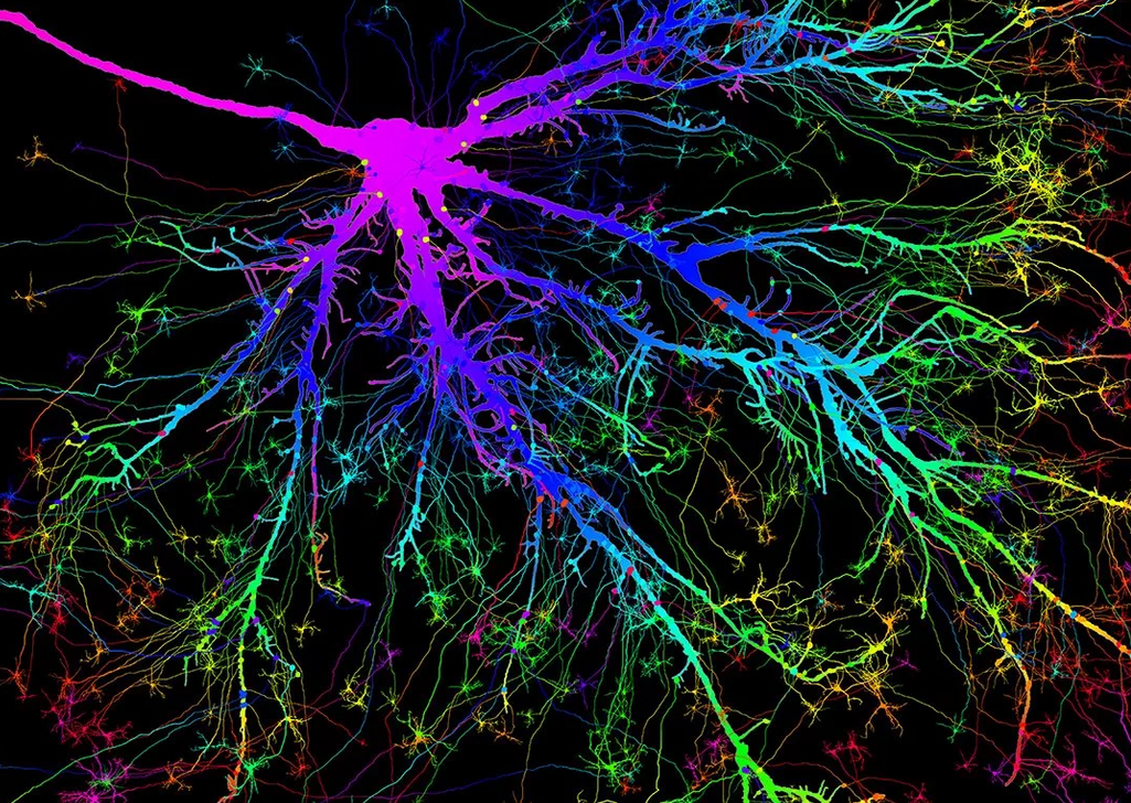 Brain neurons. Что такое нейтрон в головном мозге. Нейронные связи. Нейронные связи в мозге. Нервные клетки головного мозга.