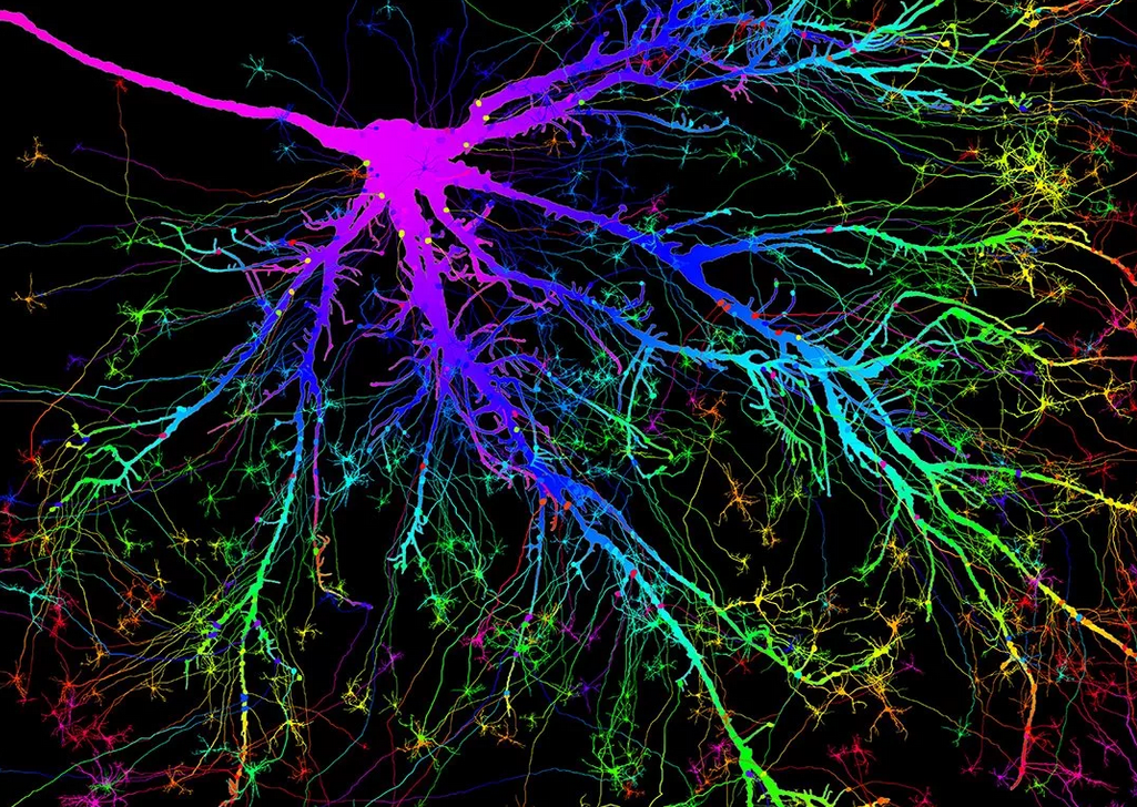 Brain neurons