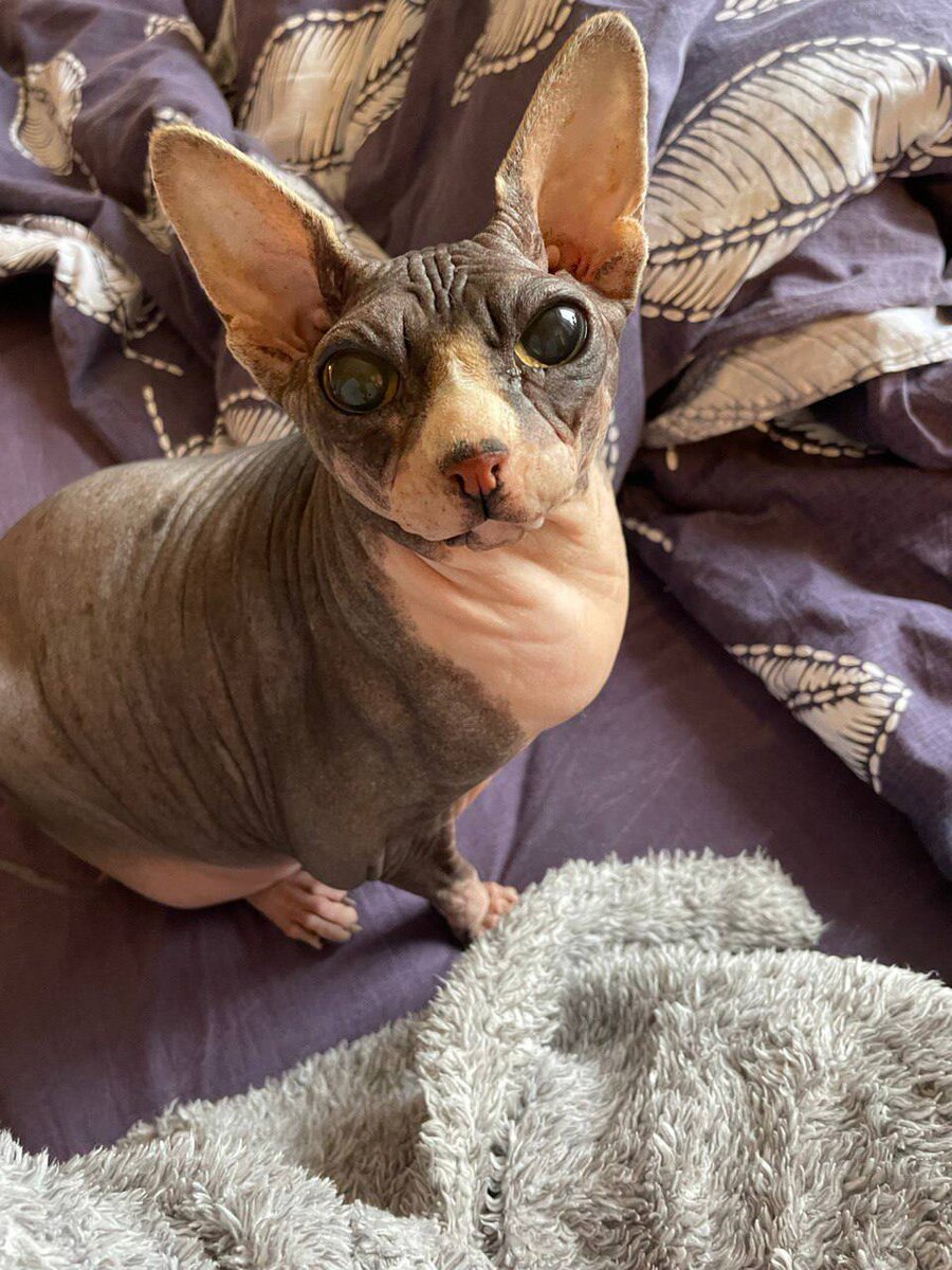 Чита (13 лет). Канадский сфинкс. Нежнейшее создание, говорливое, спит всегда с хозяйкой под одеялом, не ведет себя как кошка: она инопланетный гость. Больше всего любит обниматься. Не любит, когда не дают еду.
