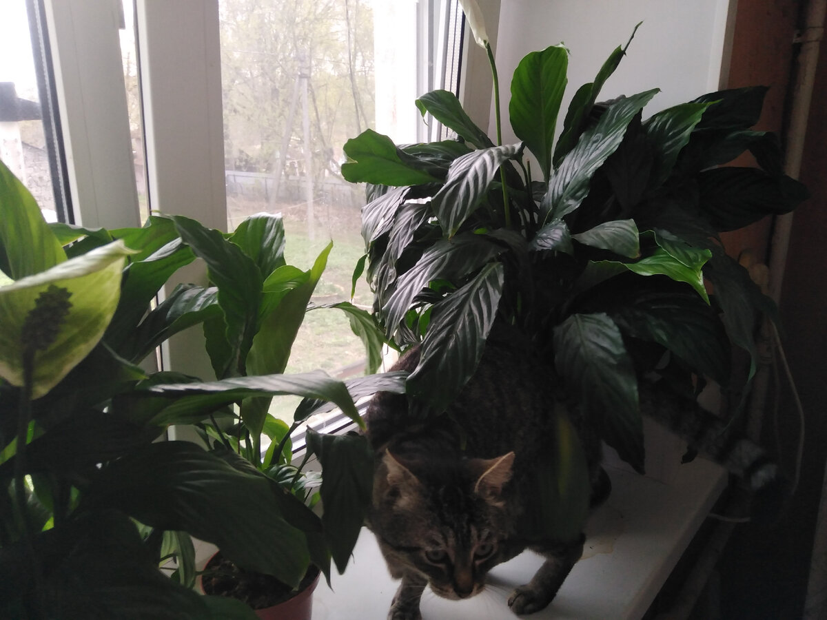 Авторские права этого фото защищены котом (с). Космос, кстати, сейчас болеет и я за него очень переживаю(