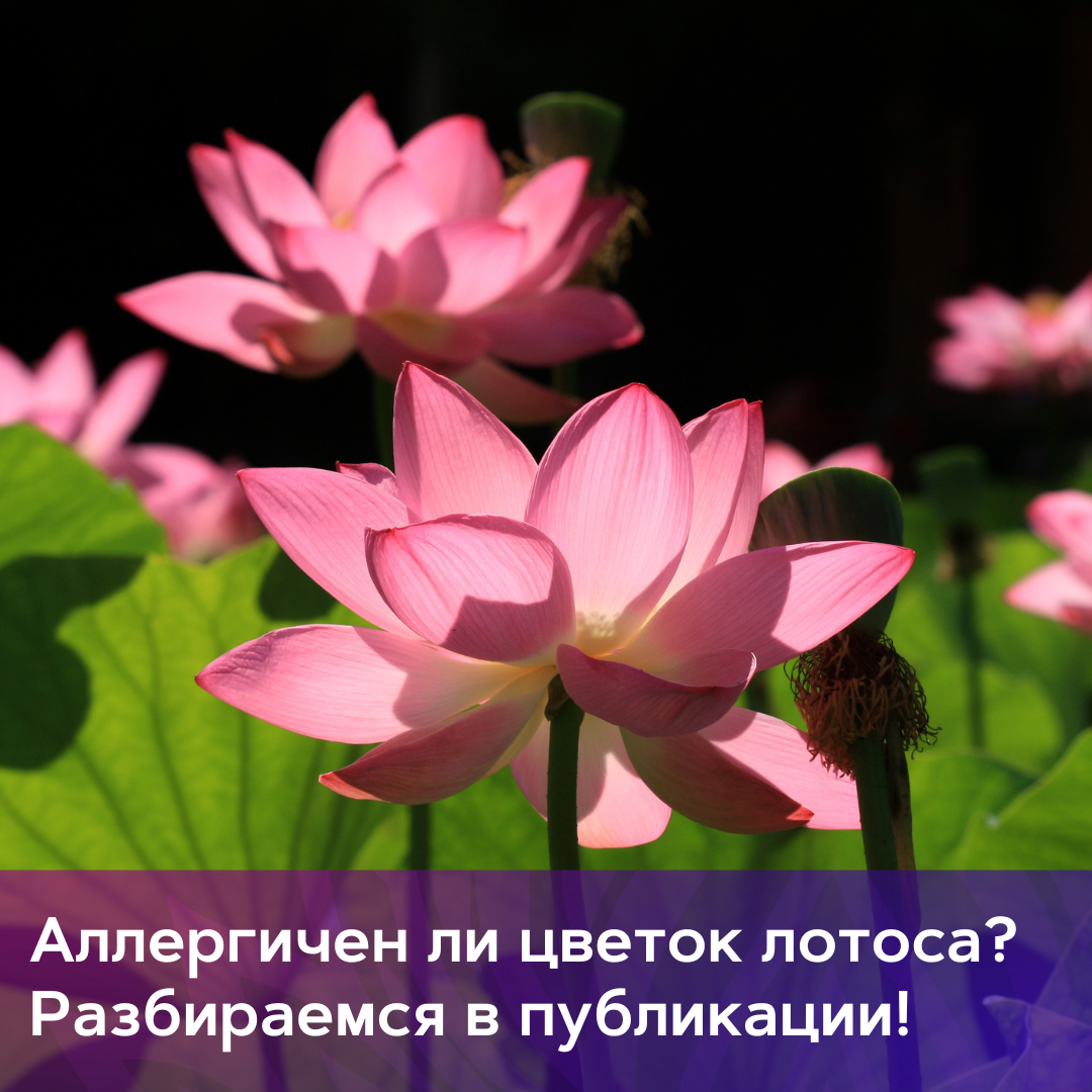 Цветы на ли. АНО Долина лотосов. Лотос дзен. Цветет ли синглниум Баттерфляй.