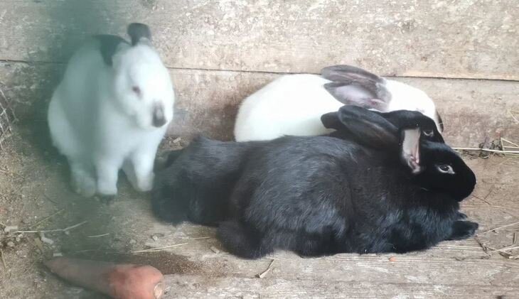    Кролиководство, ветеринария и морские водоросли