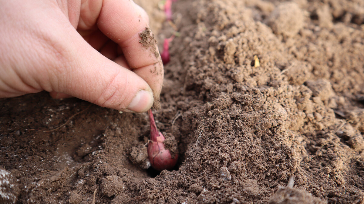 Посадка лука под зиму.