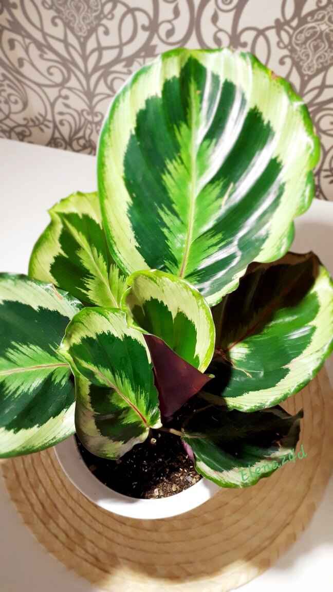 Калатея из моей коллекции 