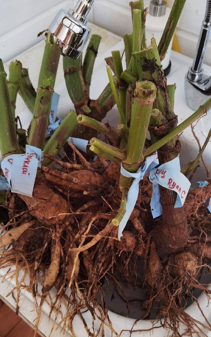 Клубни этого года. Немецкие сорта, мою, чтобы убрать в холодильник