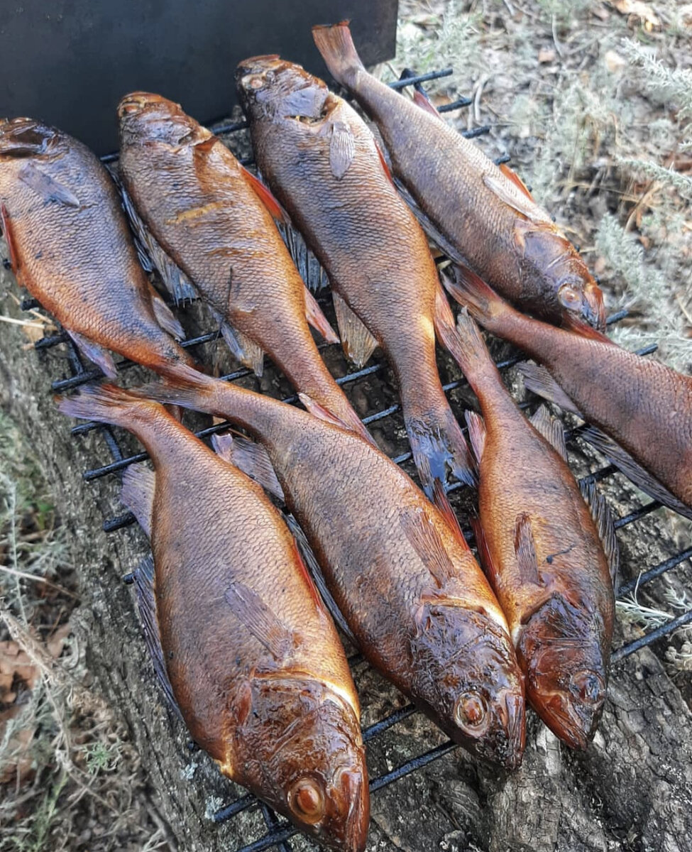 Холодное копчение рыбы своими руками