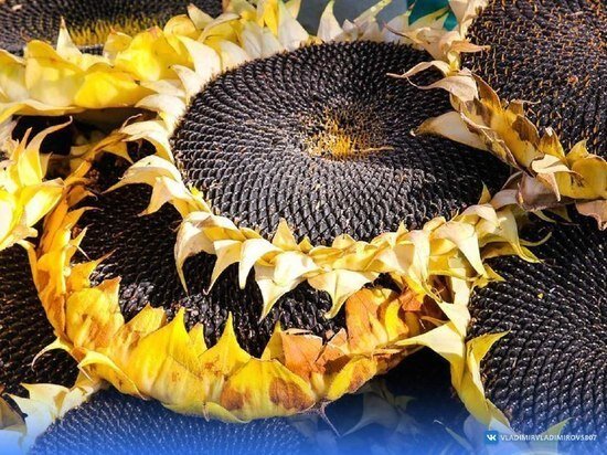     Фото из телеграм-канала главы региона