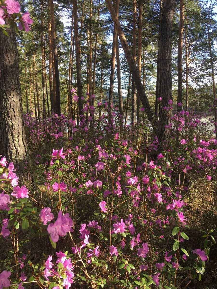 Туристы со всей страны в мае приезжают на Алтай, чтобы увидеть, как цветет маральник. Фото И. Целовальниковой