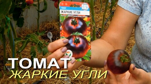 Томат ЖАРКИЕ УГЛИ! Обзор сортов томатов! | Зеленый Огород | Дзен