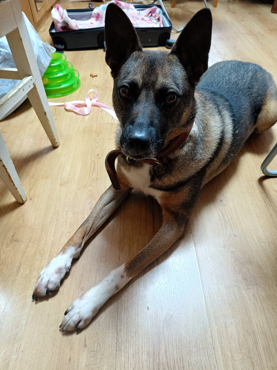 Тушка-меховушка по имени Стёпа.