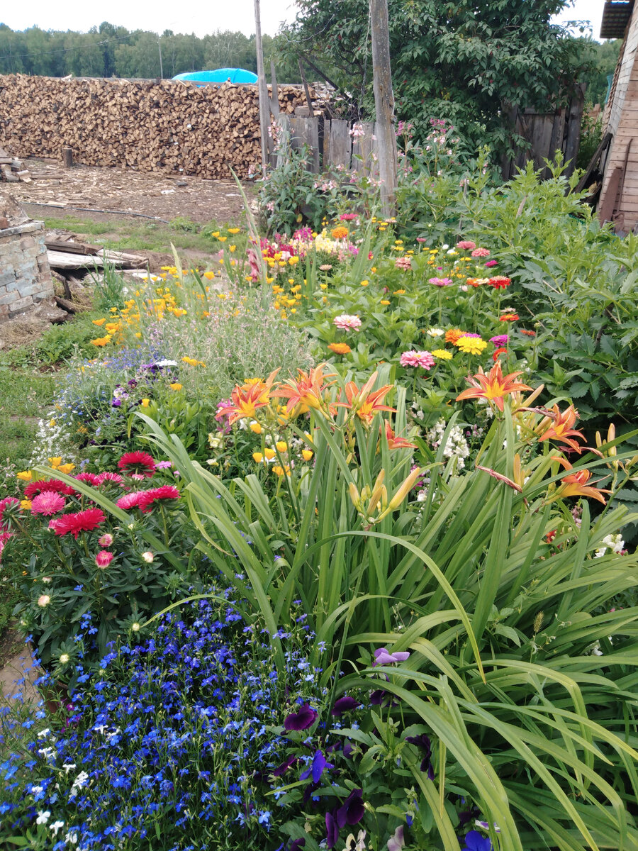 Не причесанная клумба у моей мамули. Любит она хаос красок☺️