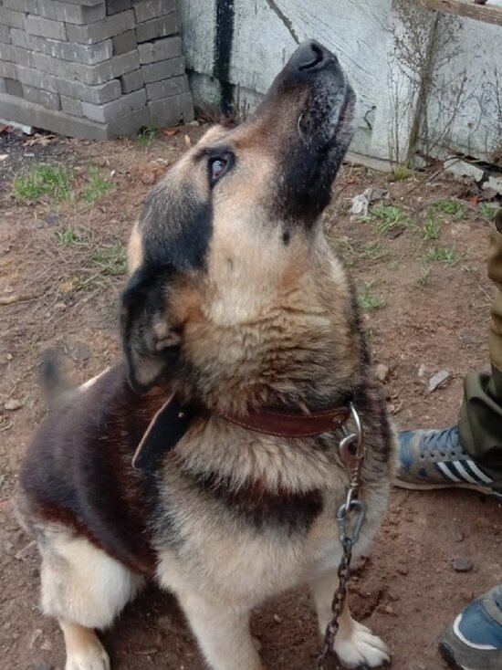     фото: Анна Орлова/"Инициативная группа по защите животных"