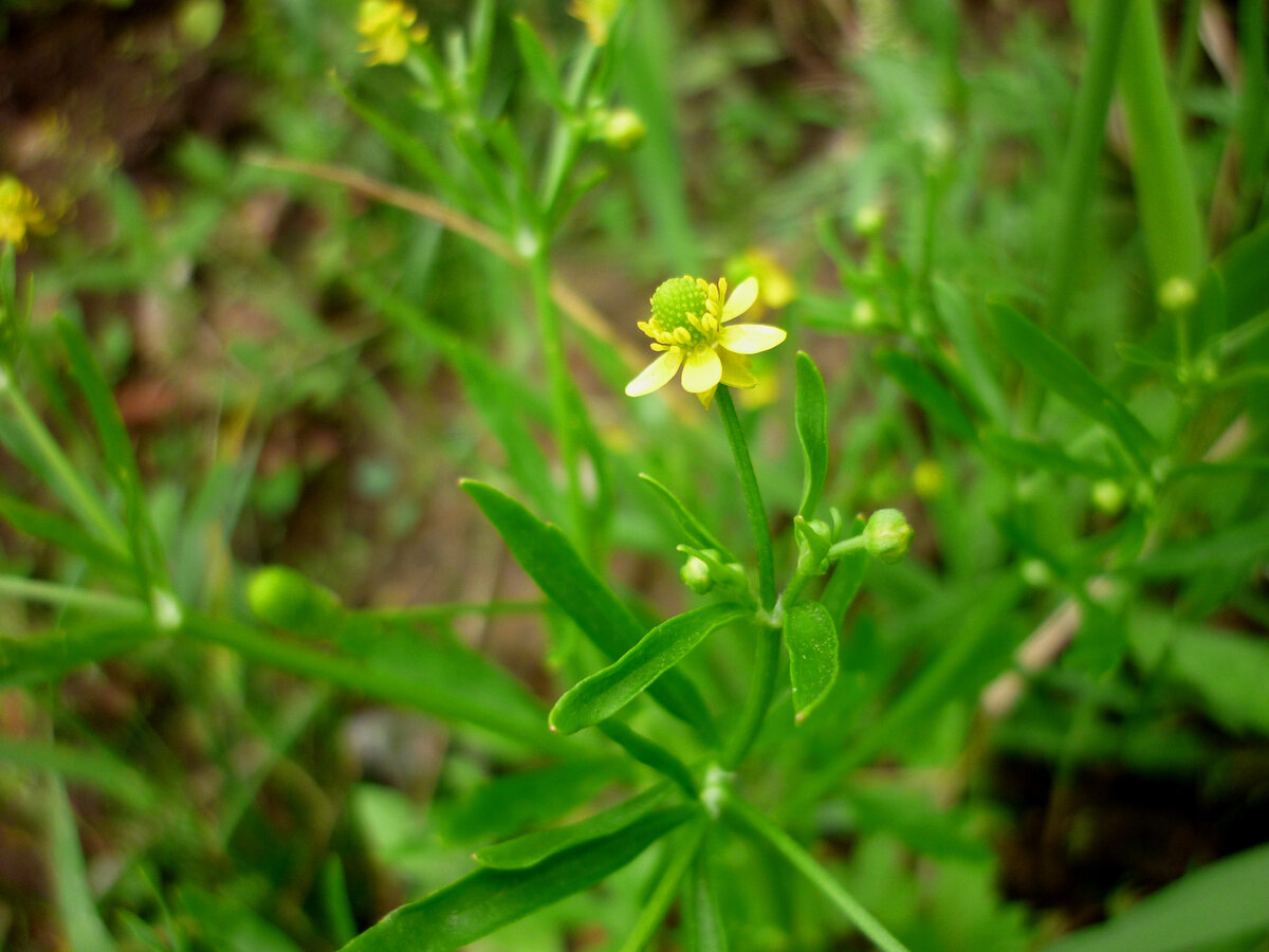 Лютик едкий (Ranúnculus Ácris