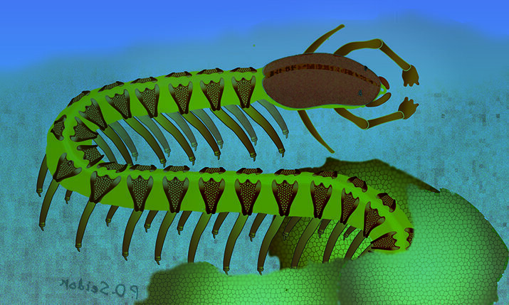    Так в представлении художника выглядел Cardiodictyon catenulum. Источник: Nicholas Strausfeld / University of Arizona