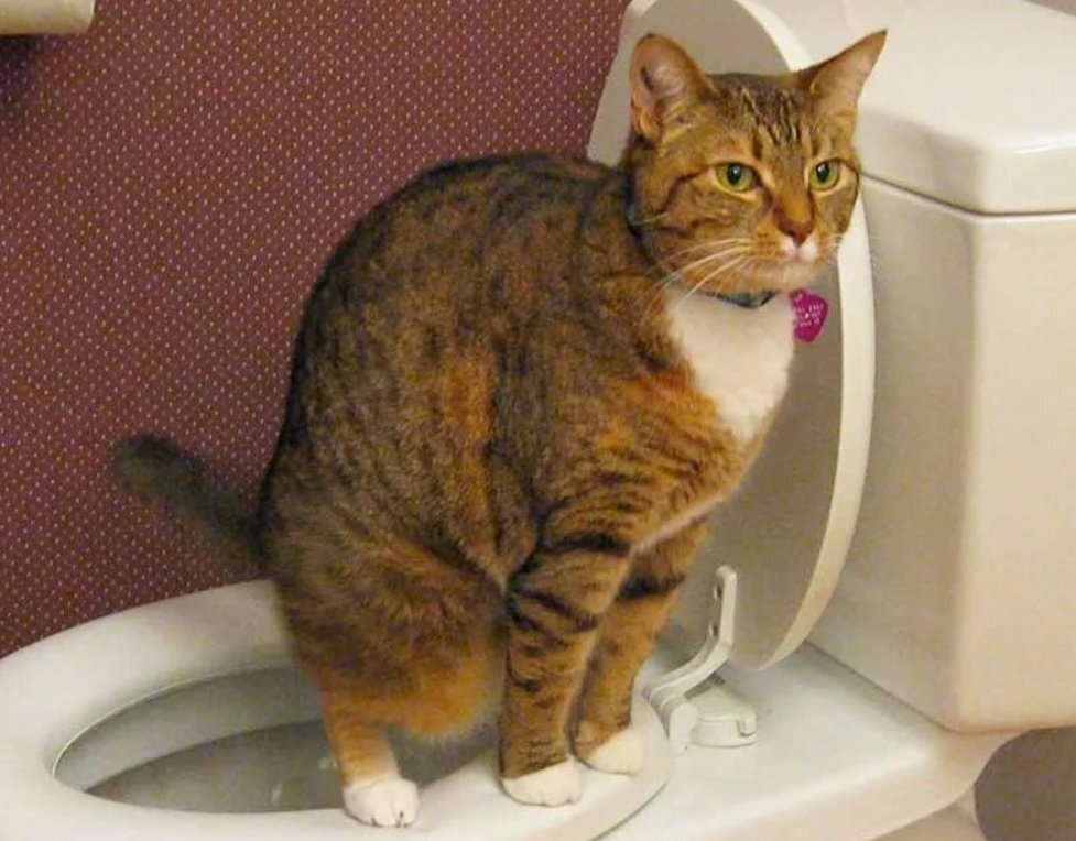 Кот на унитазе