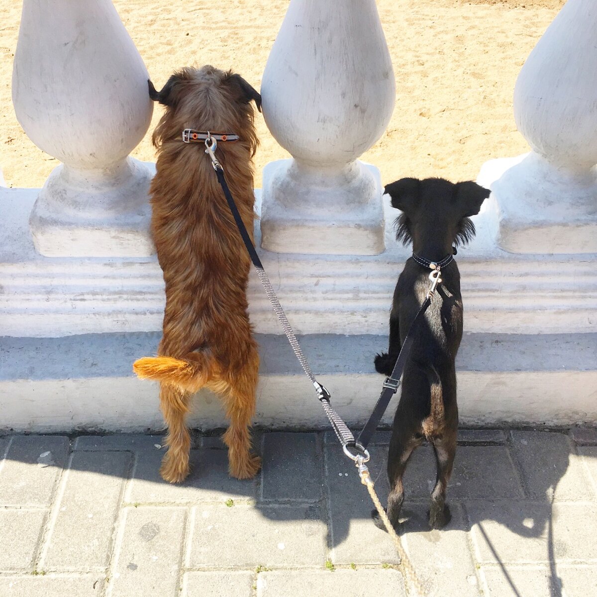 Феникс показывает другу набережную