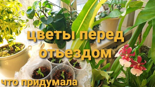 Позвольте мне решать.Когда буду сеять.Мини томаты.ЦВЕТЫ перед отъездом.