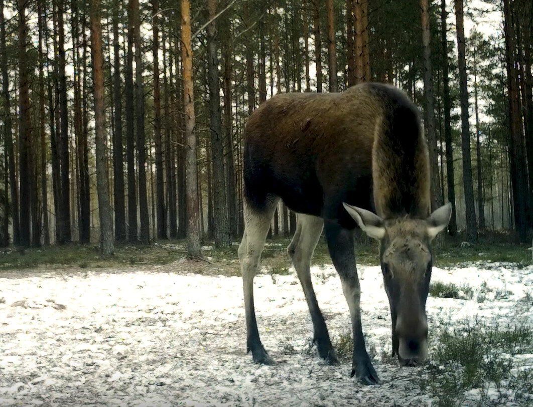 Лосиха под Петербургом заметила, что её снимает скрытая камера. Реакция ...
