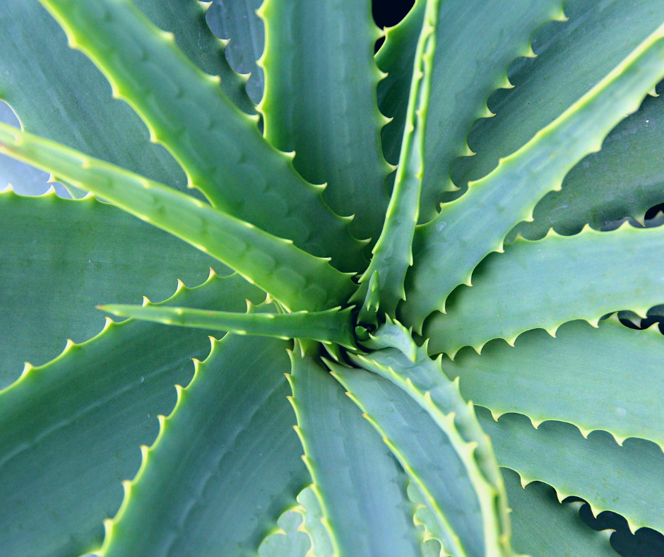 При хорошем уходе с третьего года алоэ цветёт. Цветки оранжевые, поникающие, собраны в кисть до 40 см
