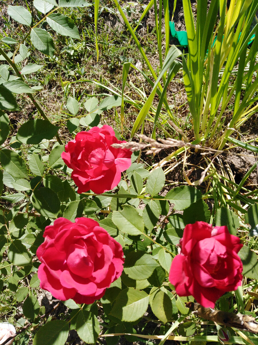 Руби в 2018 и 2019м