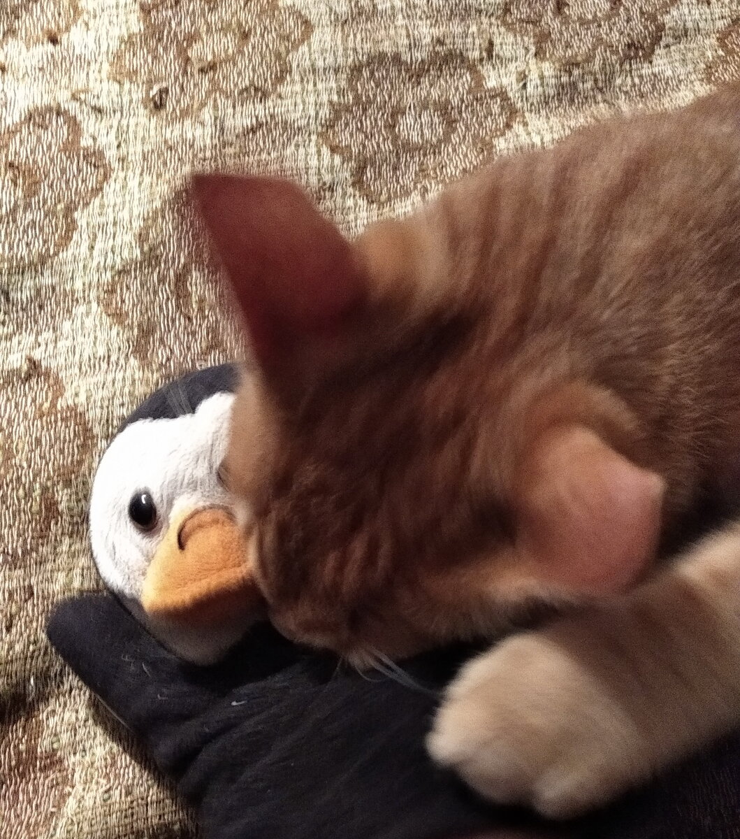 Личное  фото.