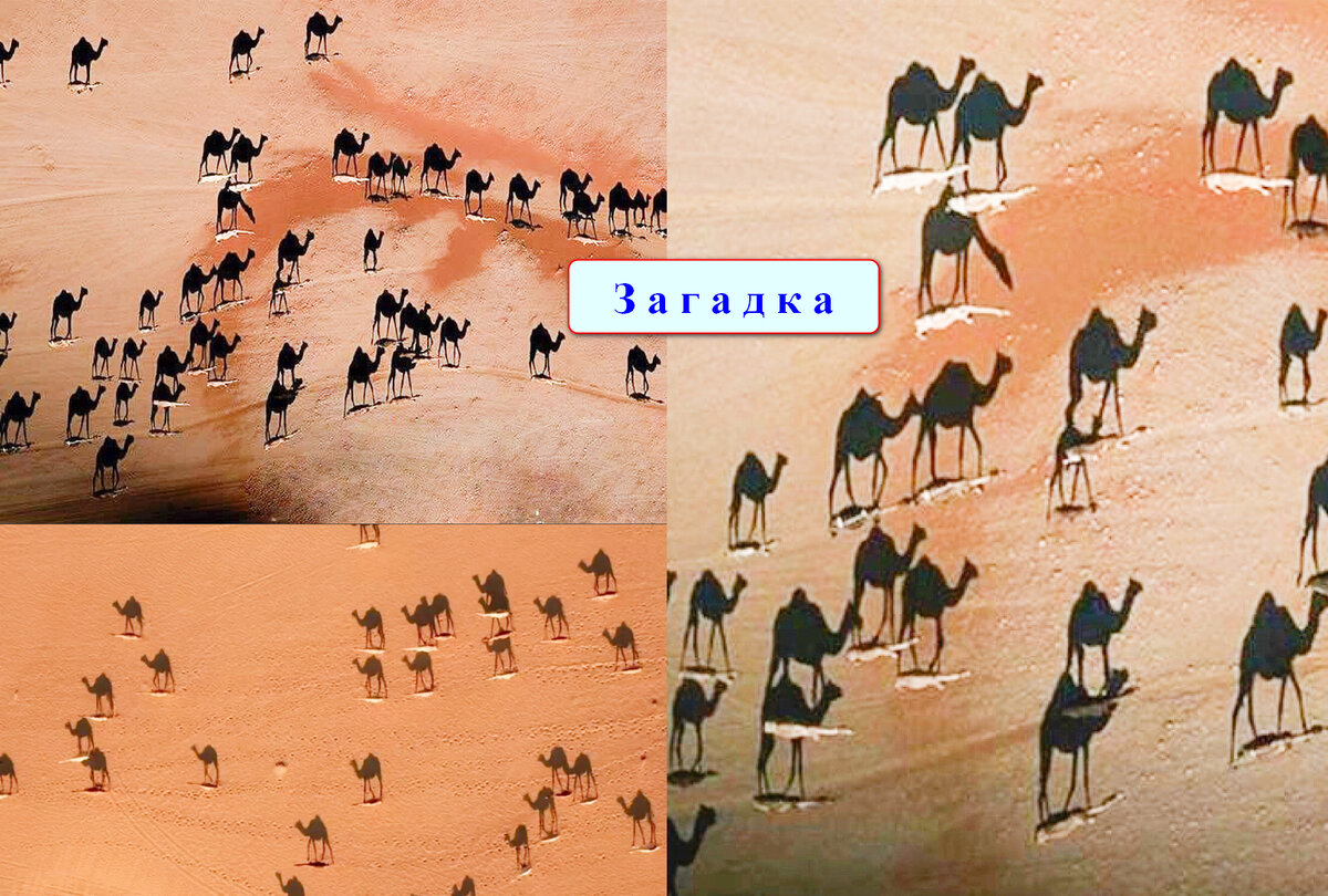 Верблюды в пустыне