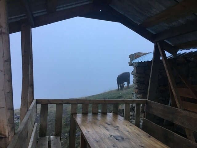 Встреча с бычком в горах