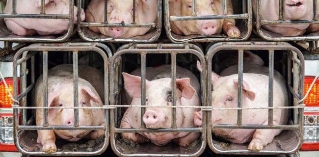    Респираторное заболевание свиней, вызываемое вирусом гриппа А периодически провоцирует вспышки заболевания у животных.